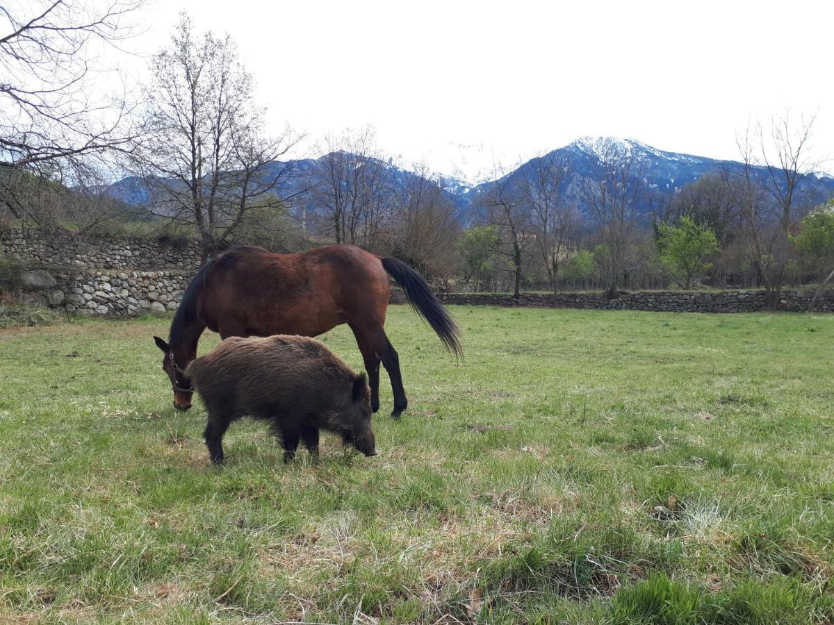 Chalet Mont Canigo Villa Corneilla-de-Conflent ภายนอก รูปภาพ